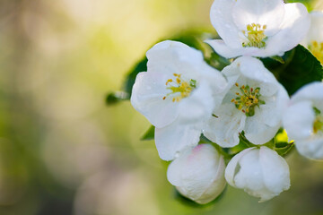 bright white apple tree flowers in bloom, radiating the renewal and beauty of nature