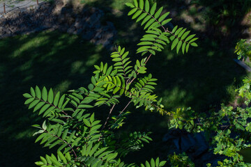 The green leaves glisten in the sunshine  
