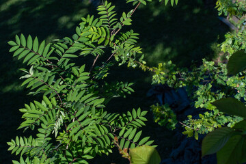 The green leaves glisten in the sunshine  