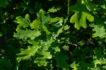 Beautiful casts of oak trees in early spring, green leaves in the forest