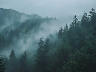 Mysterious Misty Forest Landscape with Towering Evergreen Trees, Dense Foliage, and Rolling Hills: Serene and Enigmatic Scenic Nature View in Soft Green and Gray Hues