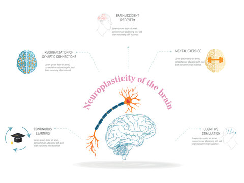 A diagram of the brain with a neuron and a brain stem.Neuroplasticity of the brain.