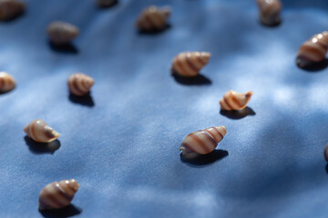 Seashells with underwater shadows on the blue background close up macro