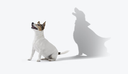Jack Russell stands confident in a hero stance and casting a brave superhero shadow