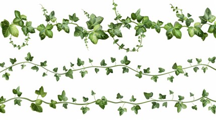 Ivy vines with green leaves. Horizontal borders of creepers with foliage. Modern realistic set of greenery twigs, climbing plants isolated on white.
