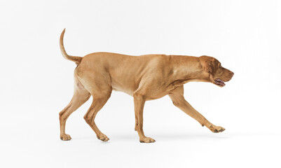 Dog hungarian Vizsla isolated on white background