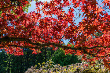 Japanese Garden Leaves