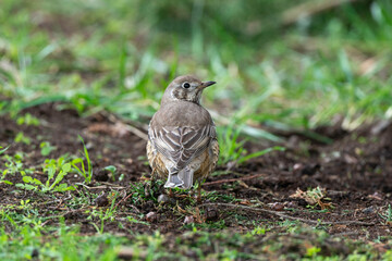 Grive draine,.Turdus viscivorus, Mistle Thrush