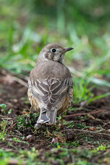Grive draine,.Turdus viscivorus, Mistle Thrush