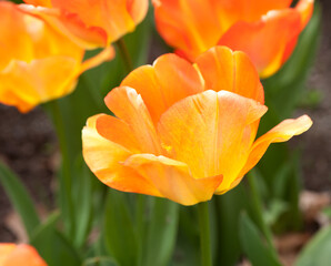 Yellow tulip blossom in the garden 