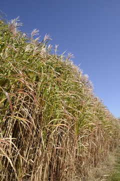 Chinaschilf, Miscanthus x giganteus, voll entwickeltes  Elefantengras im Herbst