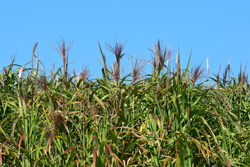 Chinaschilf, Miscanthus x giganteus, voll entwickeltes  Elefantengras im Herbst