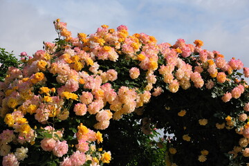 オレンジ色のバラ　Orange roses