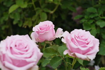 ピンク色のバラ　Pink roses