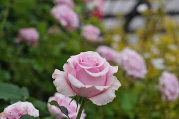 ピンク色のバラ　Pink roses