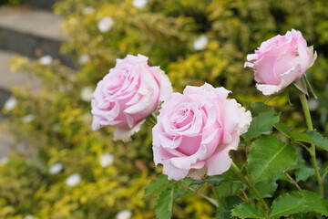 ピンク色のバラ　Pink roses