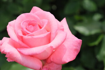 ピンク色のバラ　Pink roses