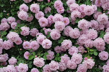 ピンク色のバラ　Pink roses