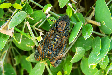 Death's head hawk (Acherontia atropos). Butterfly on Asclepiadaceae succulent, like Hoya. Large...