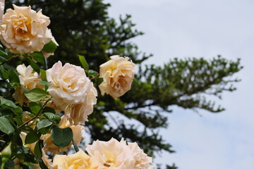 黄色いバラ　yellow rose