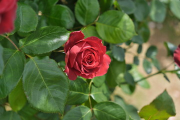 赤いバラ　red rose