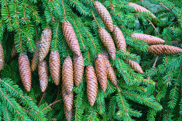 Forest science. Cones from top of European Spruce (Pinus sylvestris) at age of about 100 years...