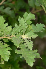 Eiche,  Zerreiche, Quercus cerris