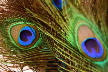 Obraz premium Peacock Feathers Close Up Green Blue