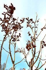 Eiche, Japanische Kaiser-Eiche,  Quercus dentata