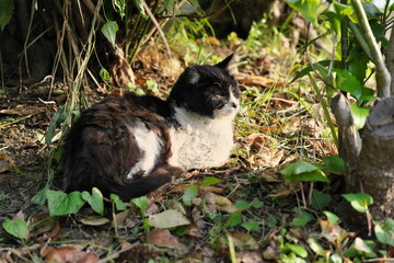 公園の野良猫　Stray cats in the park