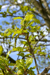 Eiche,  Traubeneiche,  Quercus petraea