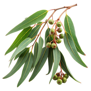 Eucalyptus branch with flowers isolated on white background. AI GENERATED
