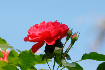 Rote Rosen an einer Hecke in Vollbl&uuml;te