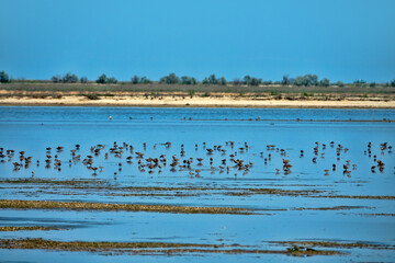 Azov sea lagoons at water runoff in the hot summer period at noon. There is a hot haze over the water and sandy-muddy shoals (mudflats). Feeding place of migrating birds (arctic sandpipers). Wetlands