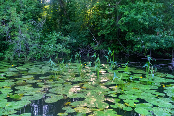 The Northern River billabong, a shallow river dead arm in the delta with bush, water lilies leaves,...