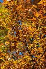 Eiche,  Sumpf-Eiche, Quercus palustris