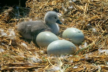The process of hatching cygnets (Cygnus olor) from an egg in nest. One chick was born, another...
