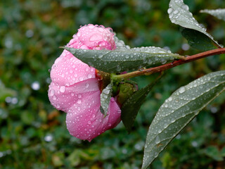 Eine Pfingsrosenbl&uuml;te nach dem Regen