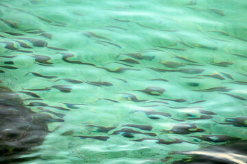 A flock of fish (fish school) under the rippling surface of the sea