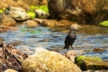 Example of acquisition by trial and error (cut and try). Young inexperienced starlings try to drink salt water and bathe in sea. They spit out water and unsuccessfully clean salty feathers. Series