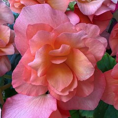 Begonia Smile