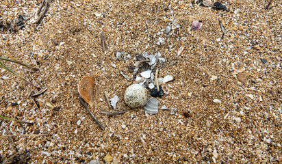 Little ringed plover (Charadrius dubius) nest (one egg, the beginning of clutch production) - a pit in the sand with shell fragments. Sand-shell dunes on the Black Sea coast, Crimea