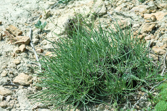 Sea grape, ephedra (Ephedra distachya) evergreen branching semi-shrub of dry, hot areas. Feodosiya low-mountain phrygana shrub-steppe landscape. Crimea