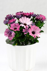 Blüten von Kapmargeriten in einem Blumentopf
