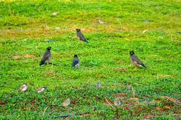 Indian myna (Acridotheres tristis) in Abu Dhabi