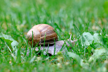 Eine Weinbergschnecke auf Erkundung im nassen Gras