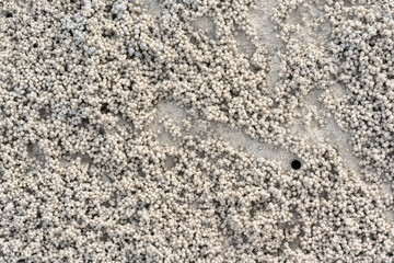Ghost crab (Ocypode quadrata) on the sand beach in perfect macro details.