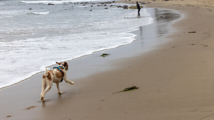 Dog Running on Beach in California