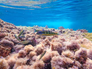 ray underwater, light, sunlight, sea, blue water, ocean, sun, surface, background, sun light, deep, under, rays, bright, mediterranean sea, marine, ripple, abstract, nature, aqua, wave, clear, aquatic