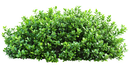 Obraz premium A bush with lush green leaves on a white background, isolated